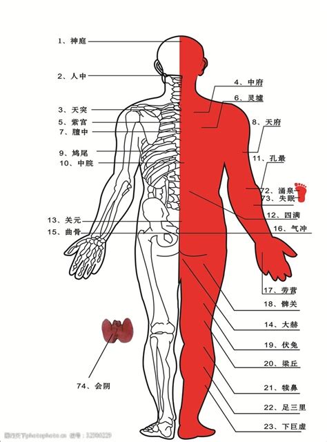 身體部位|人体部位图片与名称